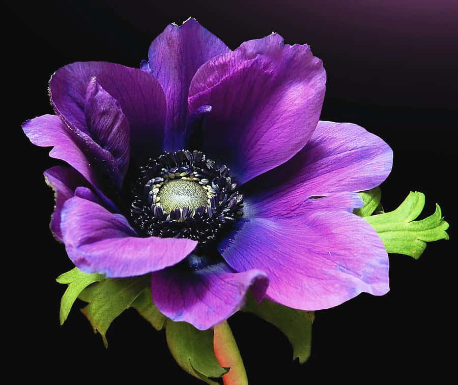 Anemone Flower Picture Wallpaper
