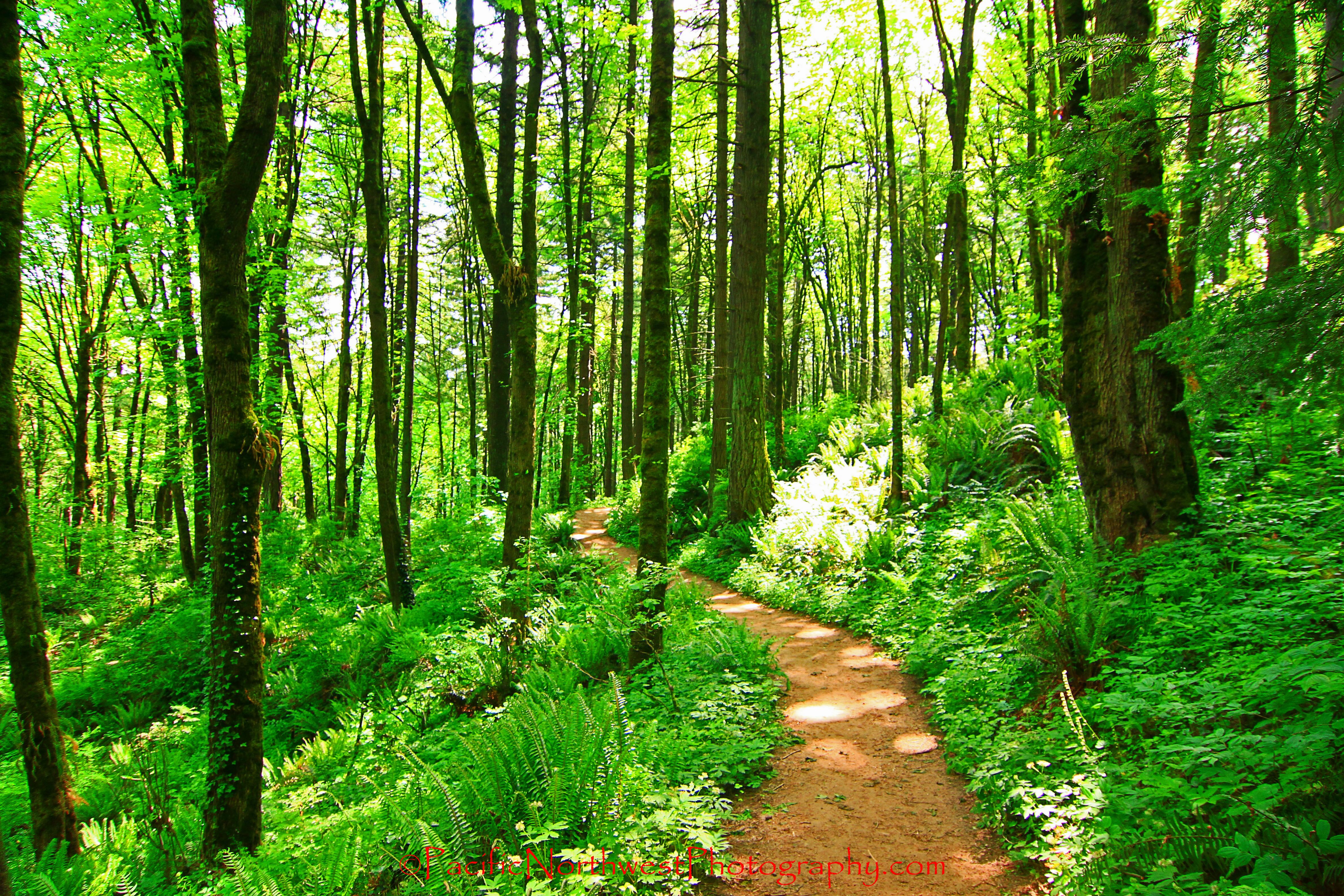 Forest Trail Wallpaper Related Keywords