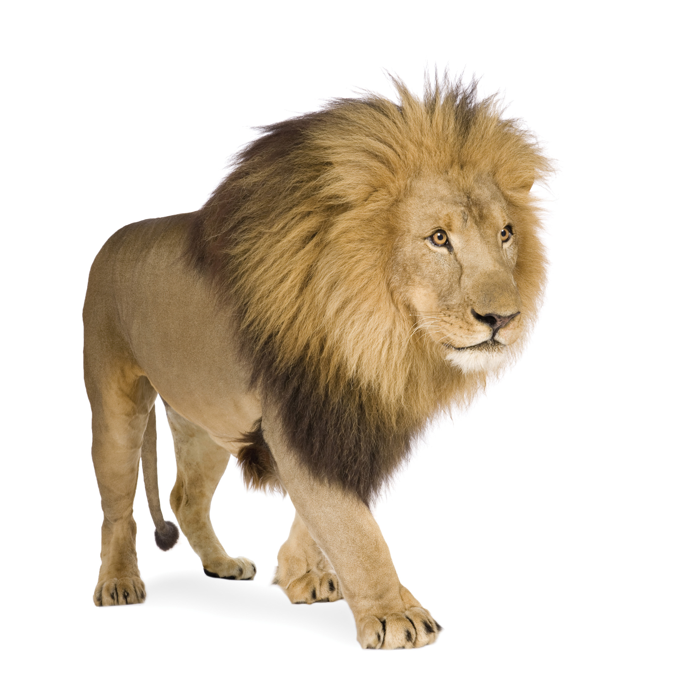 Lion White Background Pesquisa Google Safari