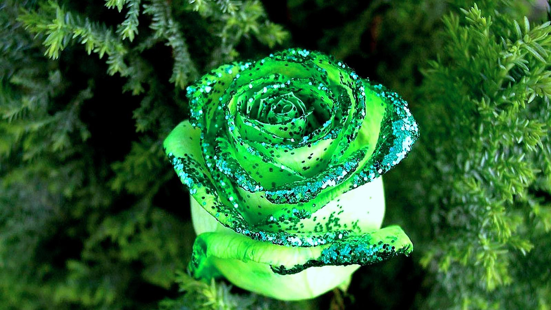 Chic Green Rose Wallpaper Flower Image Pictures And