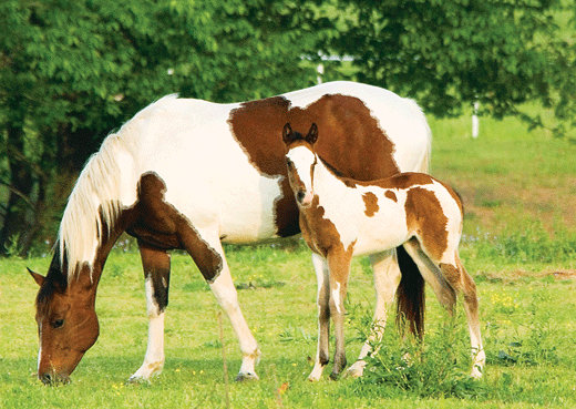 Quarter Horse Paint Image Gallery