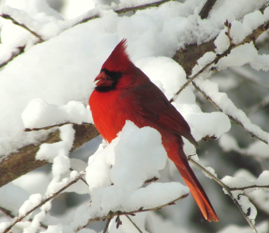 Cardinal In Snow Wallpaper On Snowy Tree By