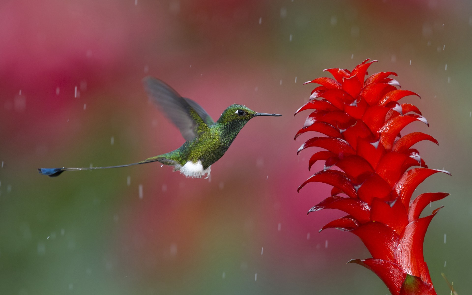 Bird On Flower In Rain Wallpaper HD Desktop Nature