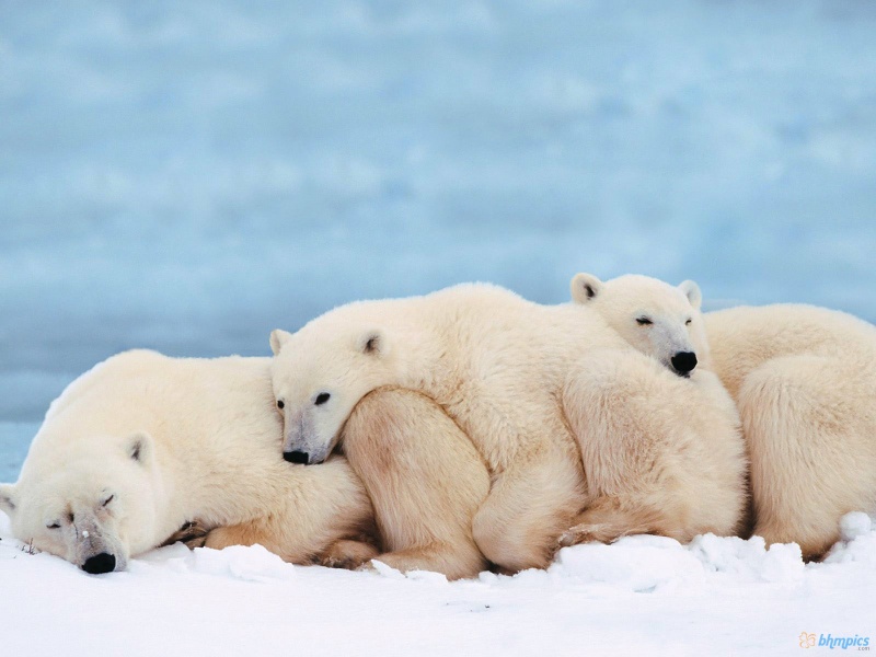 Description Cute Baby Polar Bear Wallpaper Is A Hi Res For