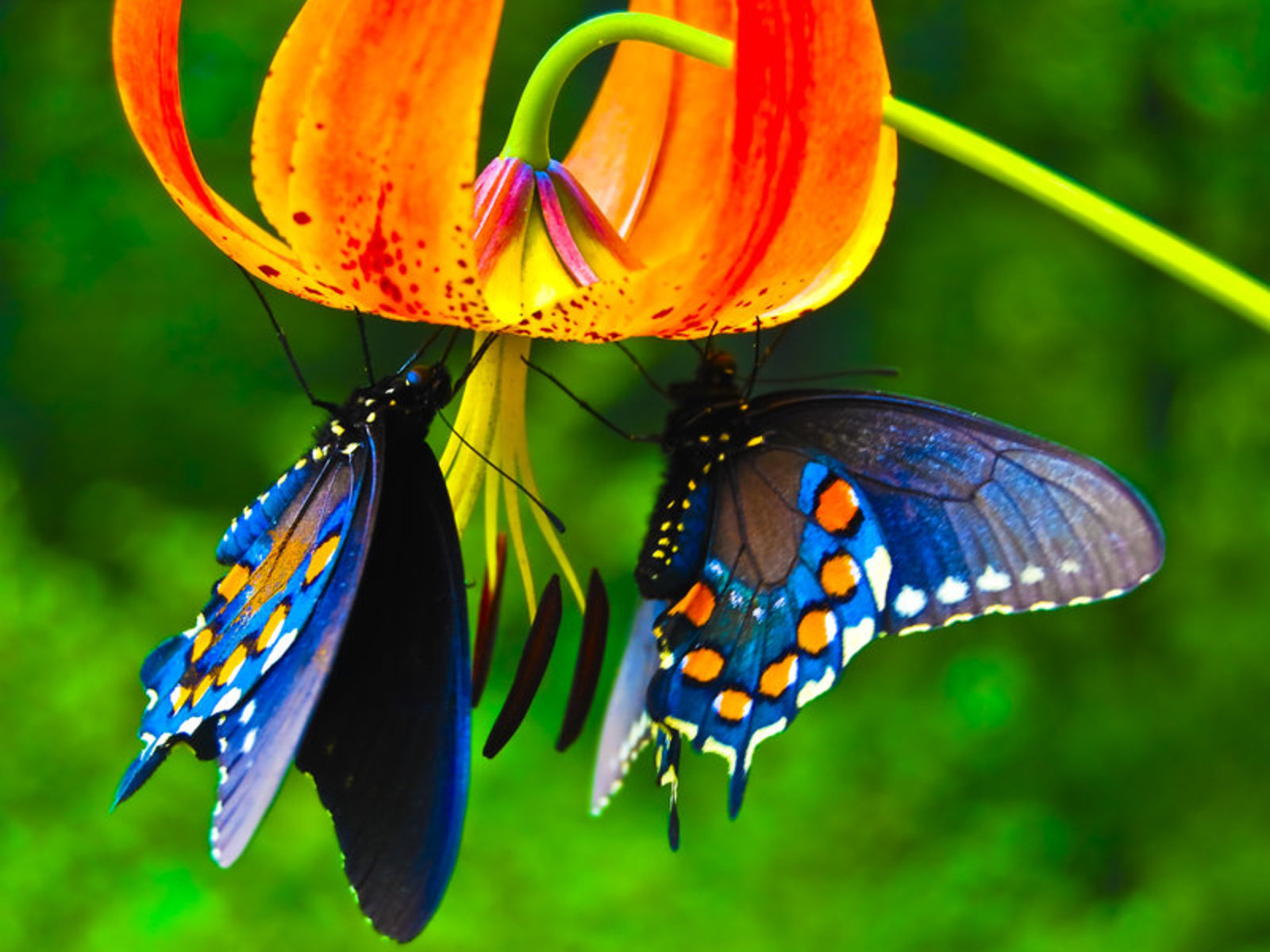 Beautiful Butterflies   Butterflies Wallpaper 9481730