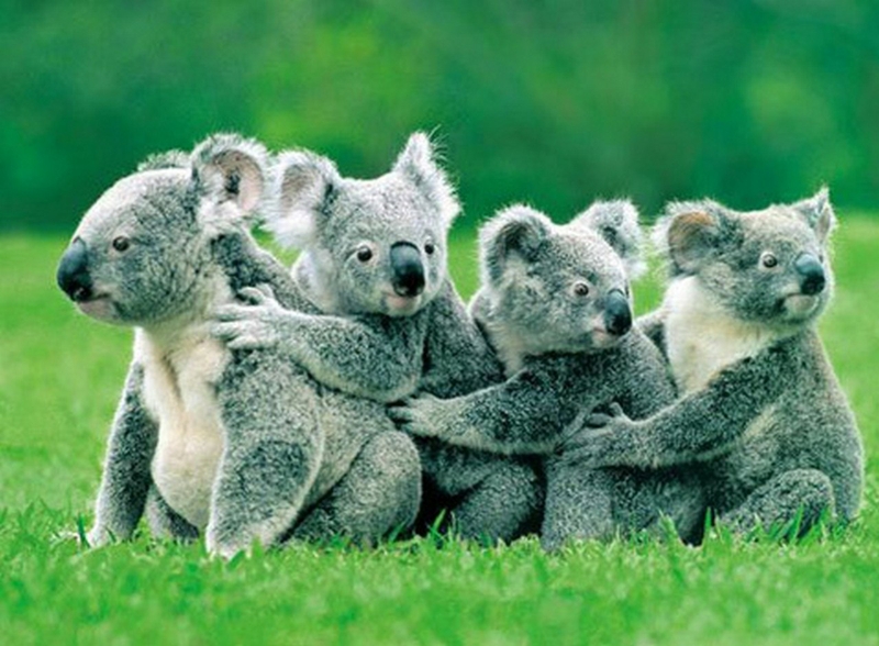 Koalas Bears Wallpaper Animals HD Desktop
