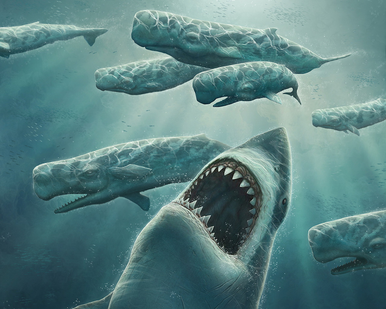 Wallpaper Shark Attack