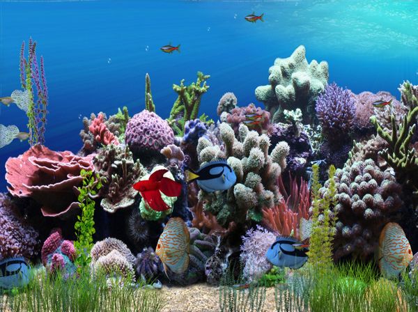 Aquarium Animated Wallpaper Por
