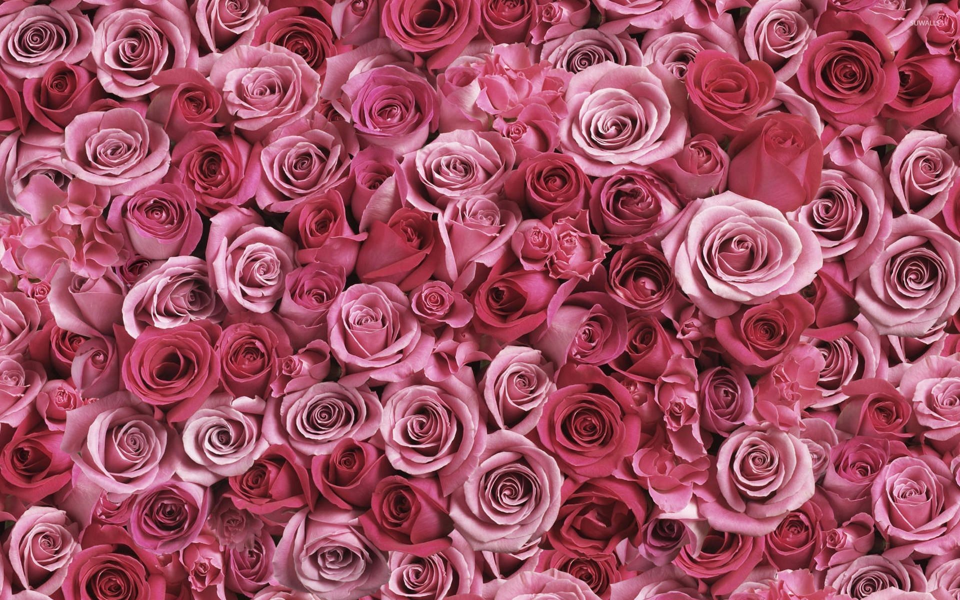 Pink Rose Wallpaper