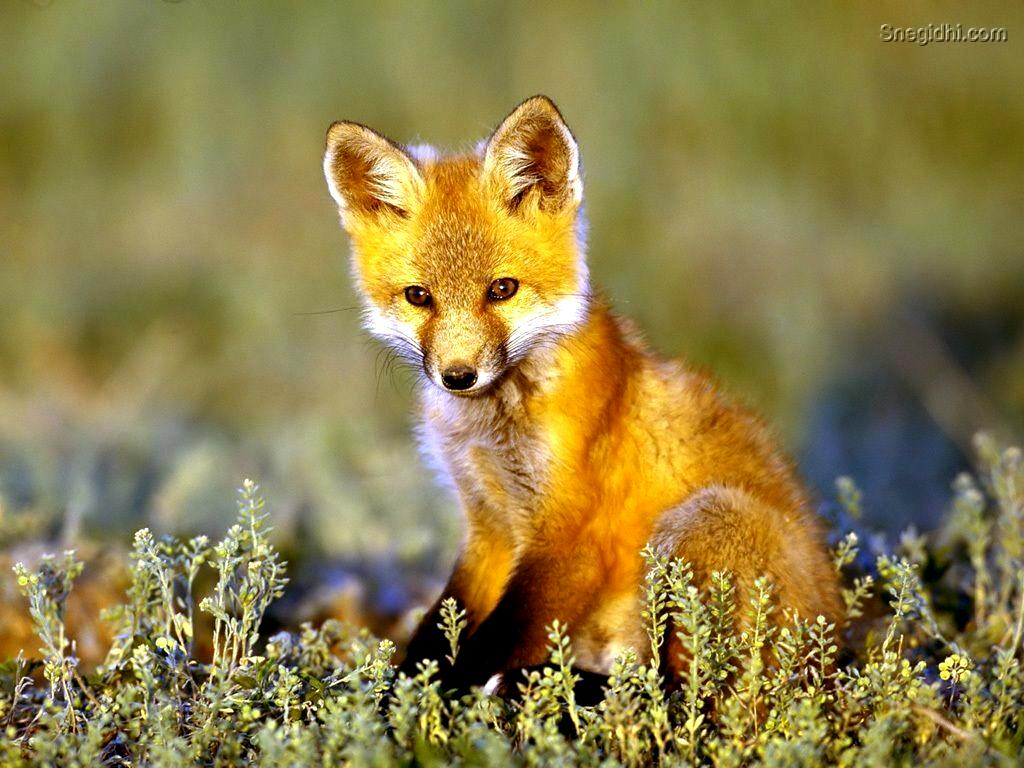 Animals Baby Fox Amazing Collection Of Full Screen Wallpaper