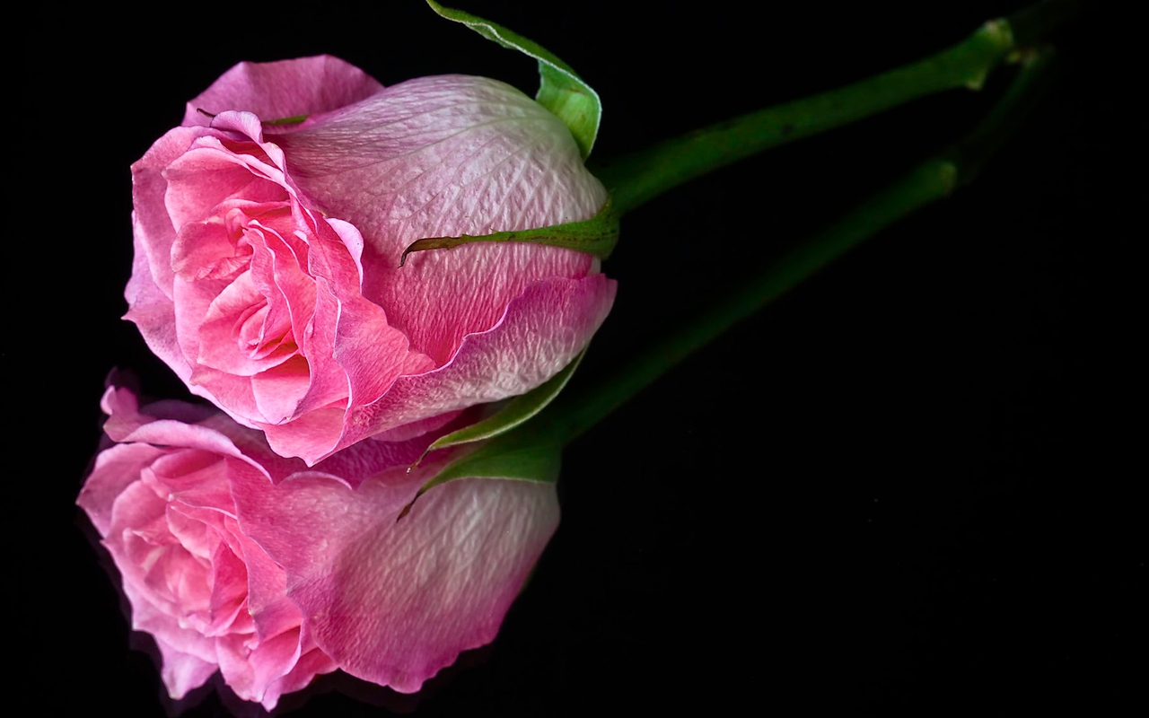 Free download Pink Flower Black Background [1280x800] for your Desktop,  Mobile & Tablet | Explore 47+ Pink and Black Flower Wallpaper | Flower Pink  Wallpaper, Pink And Purple Flower Backgrounds, Pink Flower Wallpapers
