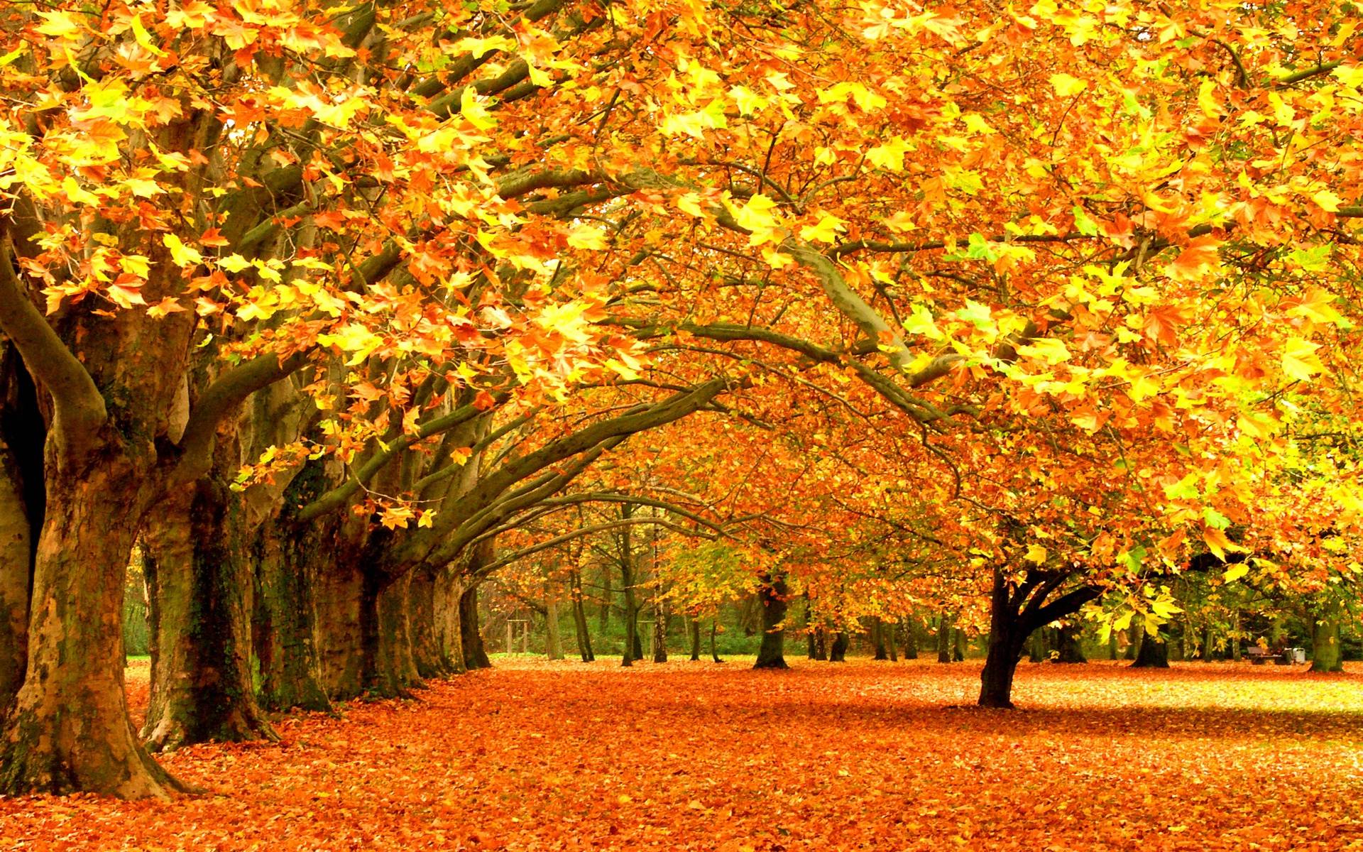 A breathtaking autumn landscape with vibrant orange and yellow leaves covering the ground and trees