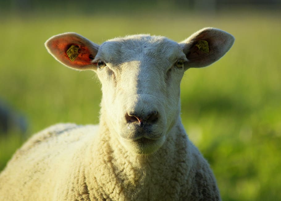 HD Wallpaper Sheep Portrait Head Face Close Up