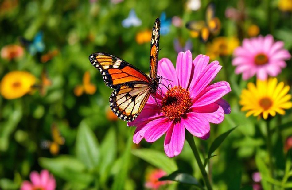 Butterfly Screensavers And Wallpaper