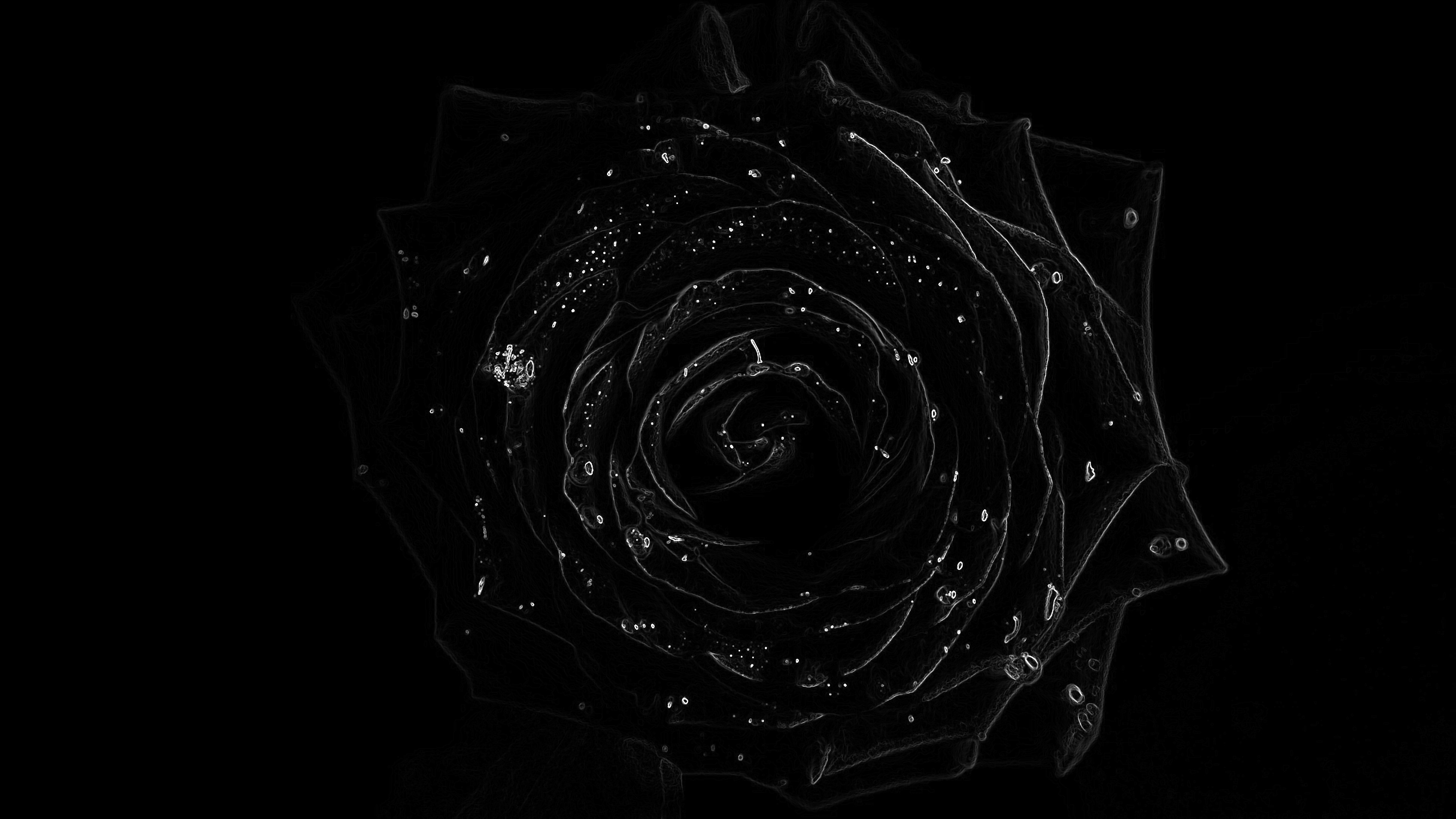 A striking black and white image of a rose, highlighted with intricate details, perfect for a dark and moody wallpaper