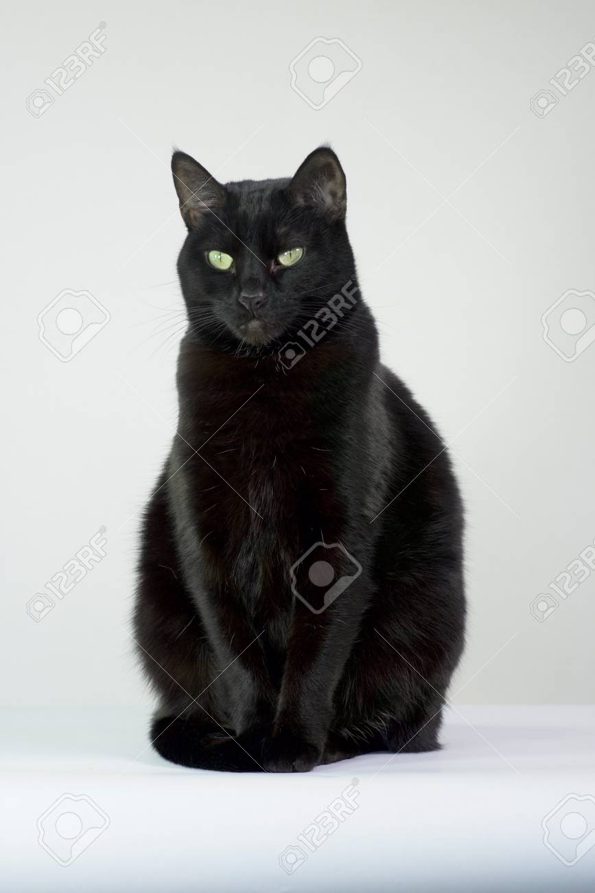 Black Cat Sitting Up With A White Background Stock Photo Picture