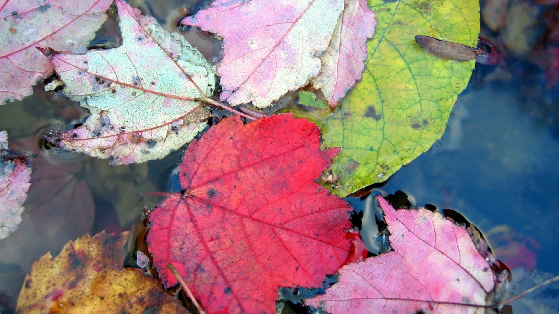 Fall Autumn Foliage Wallpaper HD