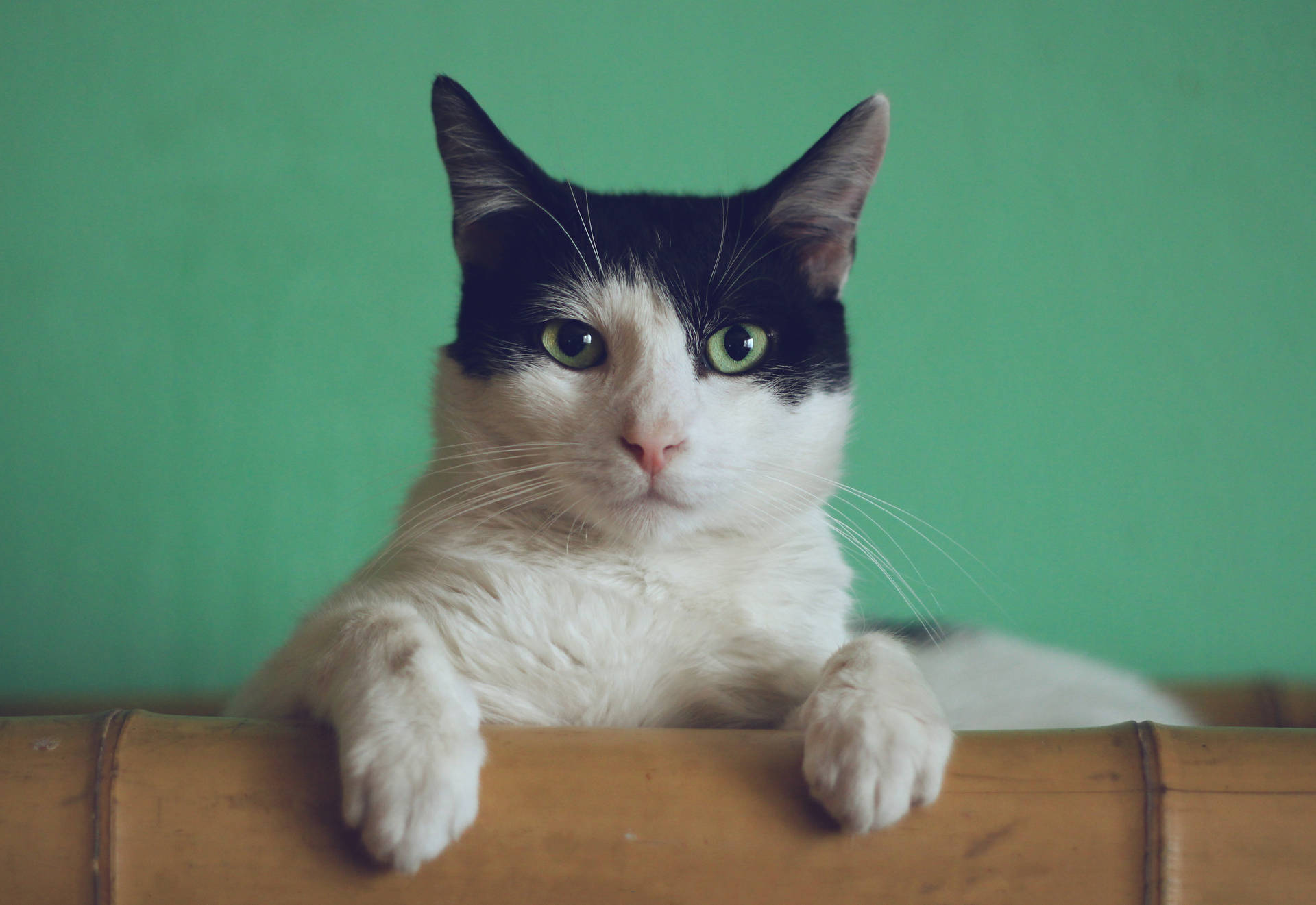 Cat Meme HD Wallpaper