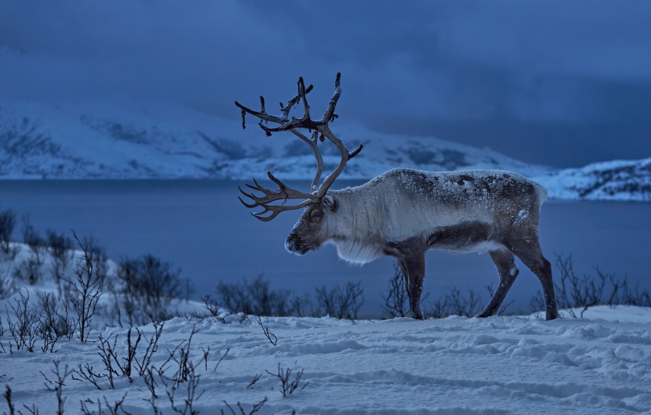 Wallpaper winter snow deer Norway horns Reindeer images for