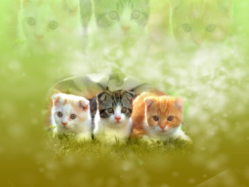 Free download Cat Wallpaper Border Release date Specs Review Redesign