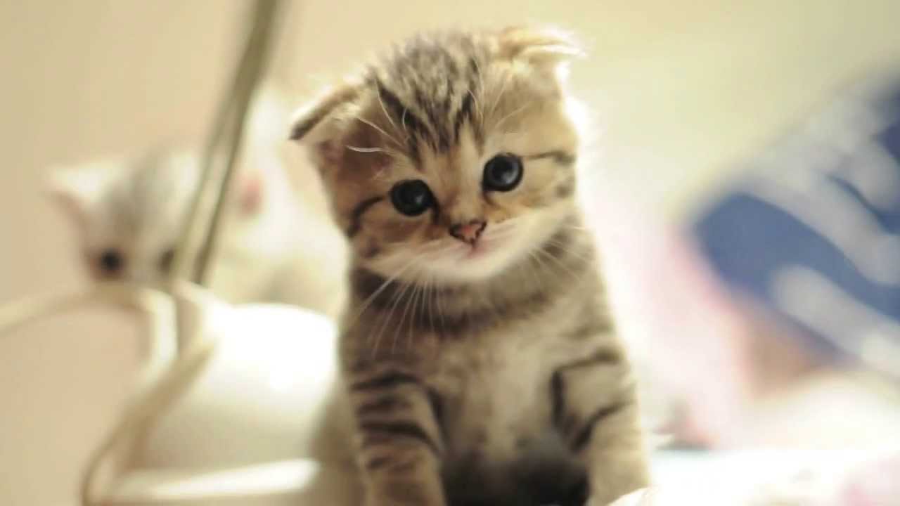 Cute Scottish Fold Kitten