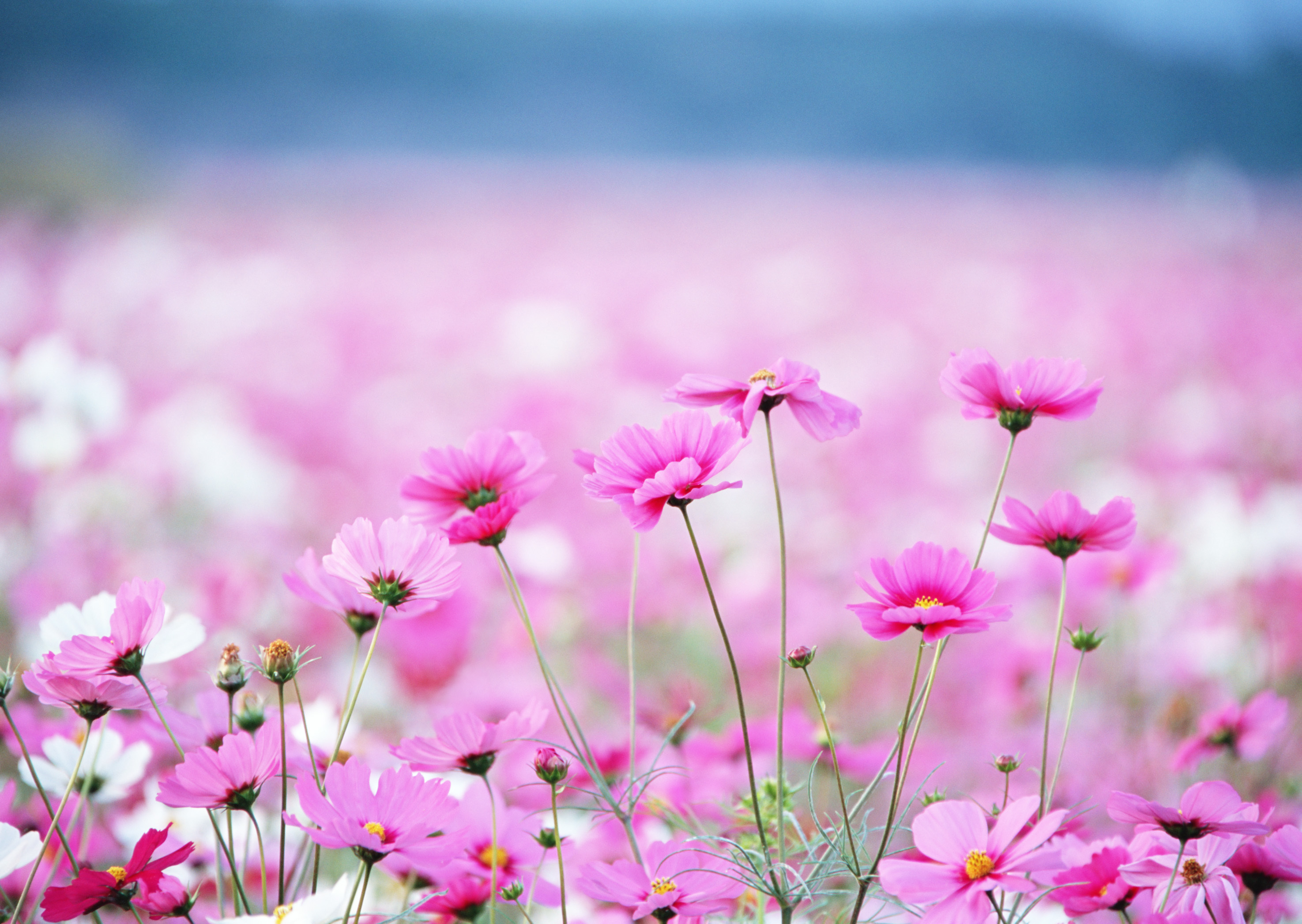 Pink daisy in summer wallpapers and images   wallpapers pictures 2950x2094