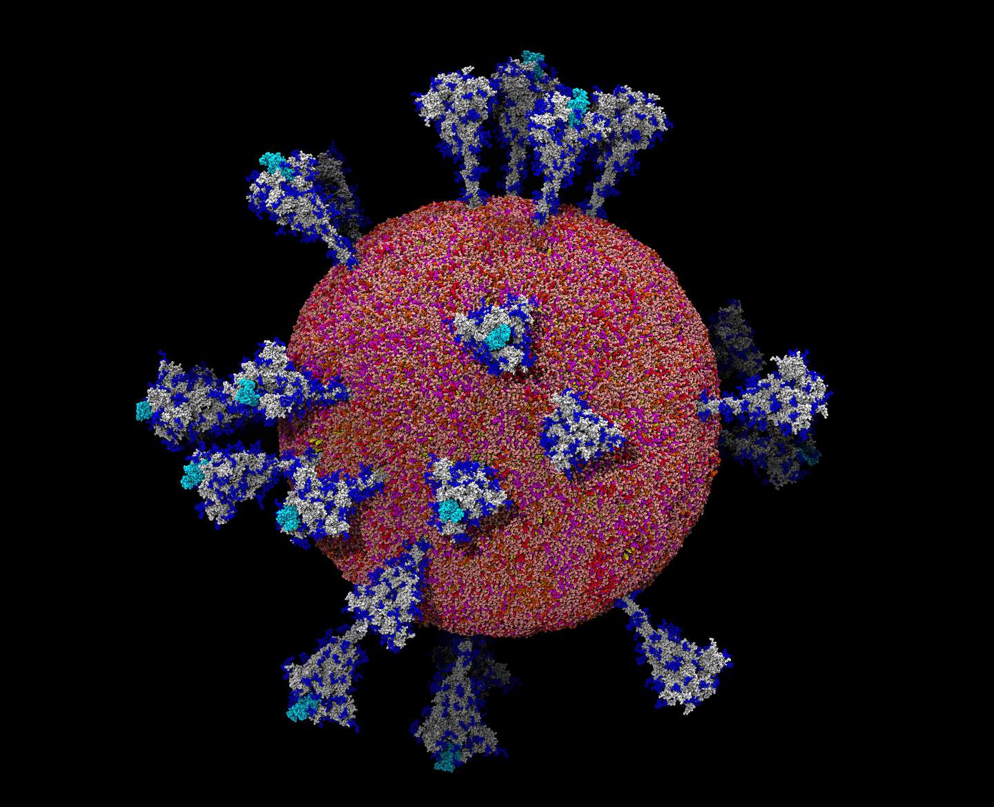 The Coronavirus Unveiled Wallpaper