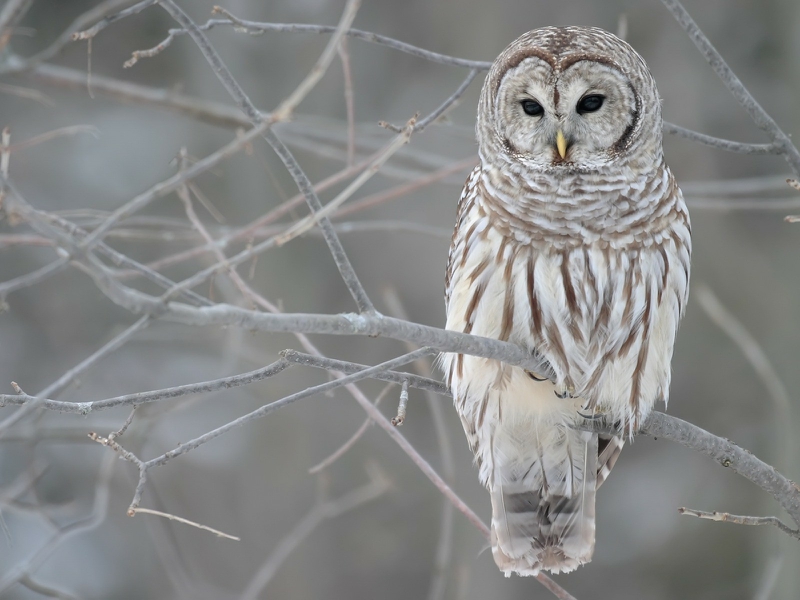 Winter Birds Owls Wallpaper Animals HD Desktop