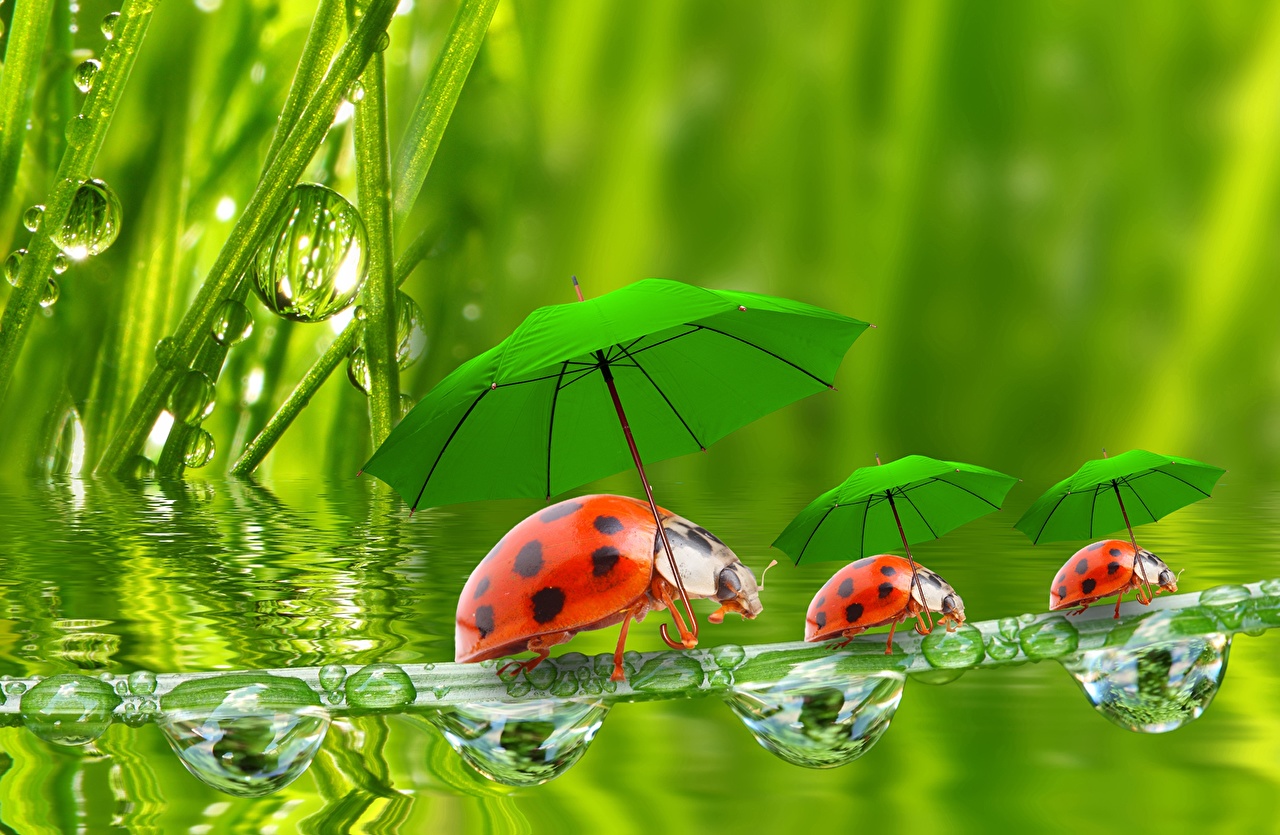 Image Humor Ladybird Insects Drops Three Umbrella Animals