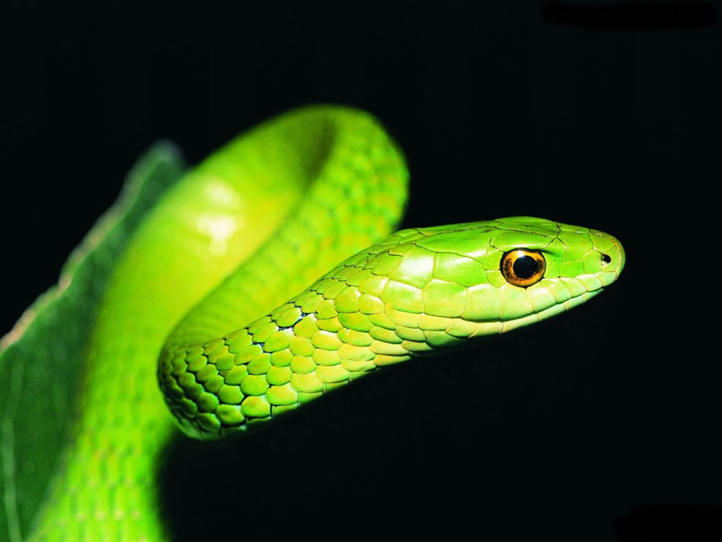 Snake Pictures Wallpaper
