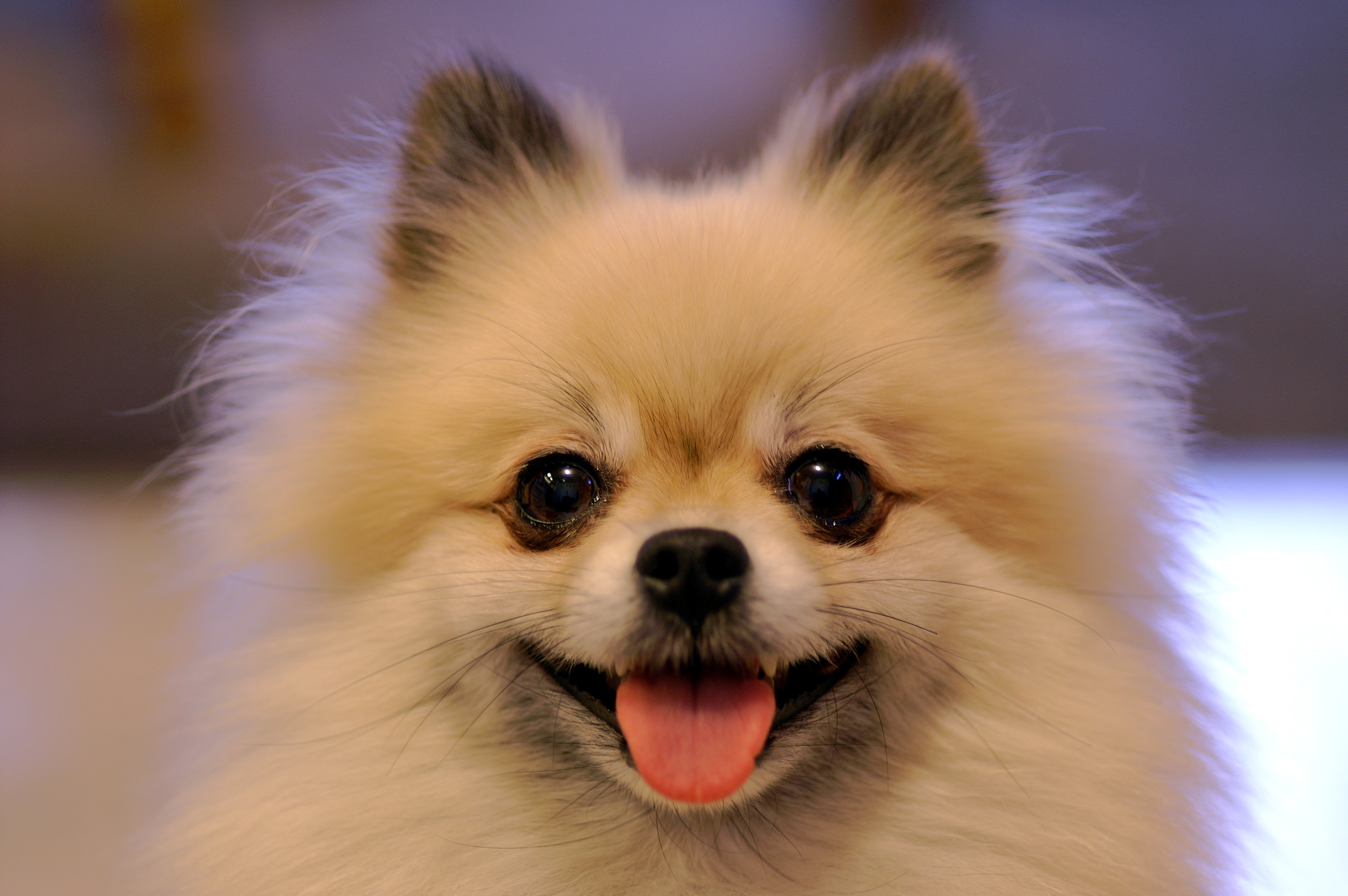 Pomeranian Smiling Image Desktop Background For HD Wallpaper