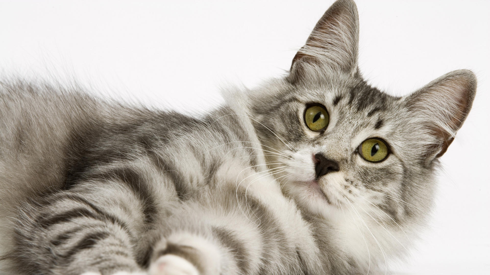 Cute Animal Cat Was Lying High Definition Walllpaper DesktopHDw