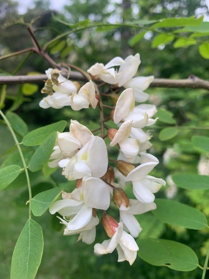 Black Locust X Wallpaper