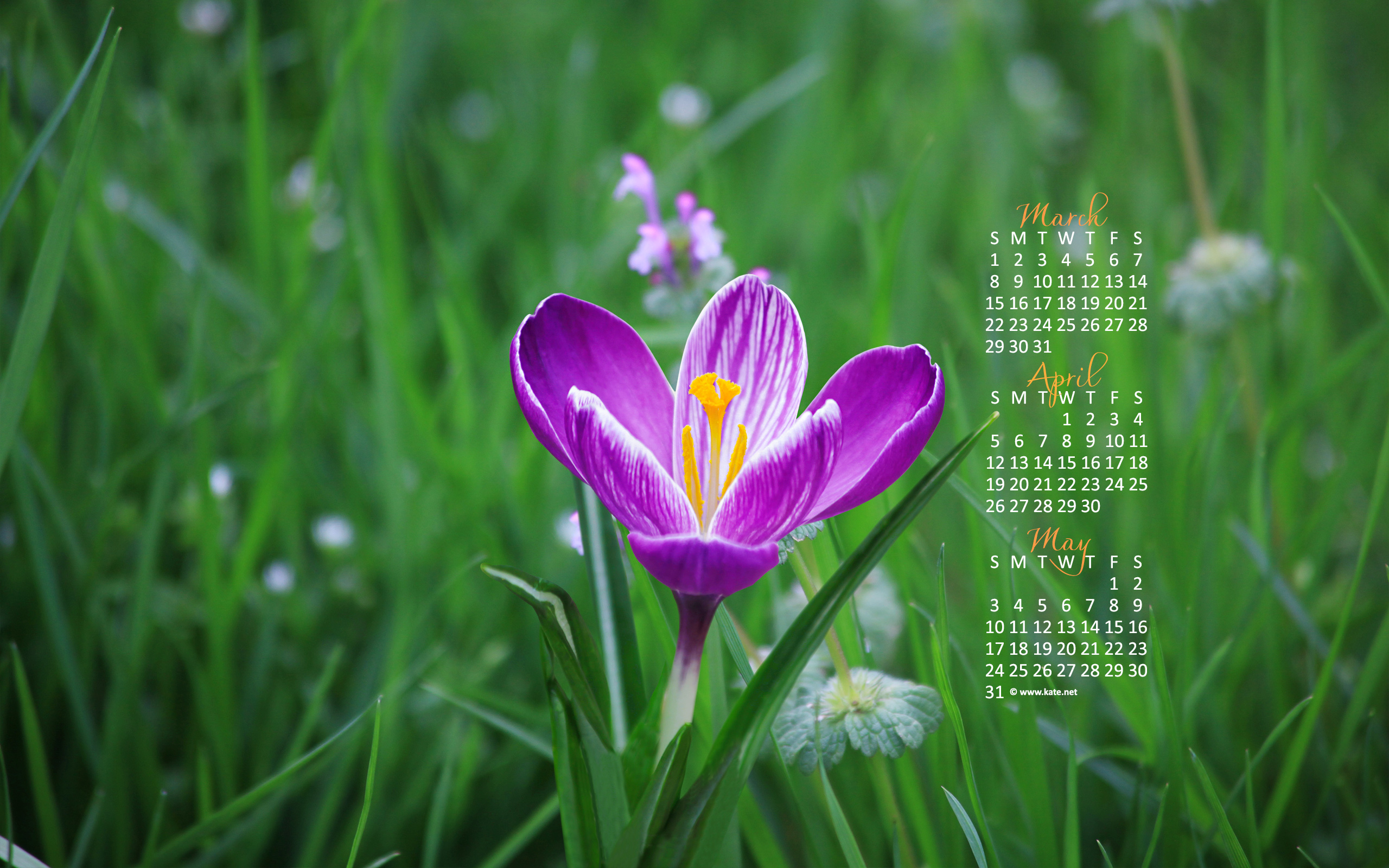 April Calendar Wallpaper Spring Crocus Photo Kate