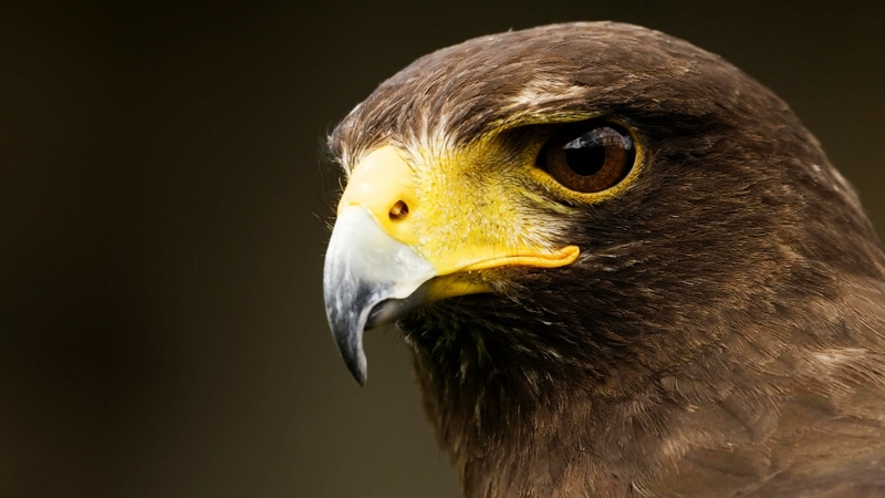 Eagles Wallpaper Animals Birds HD Desktop
