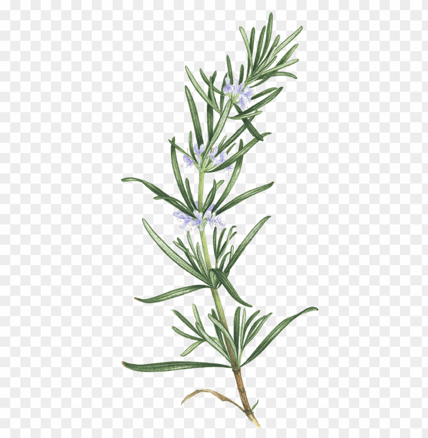 Rosemary Flowering Tattoo Png