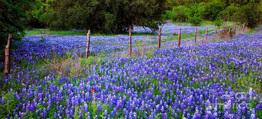Bluebon Texas Wildflowers Search Results Newdesktopwallpaper