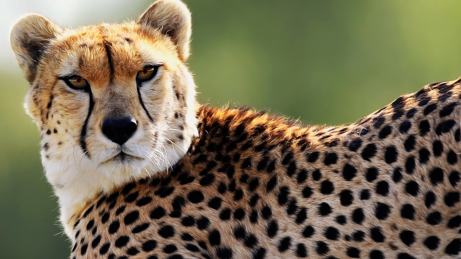Cheetah Wallpaper HD
