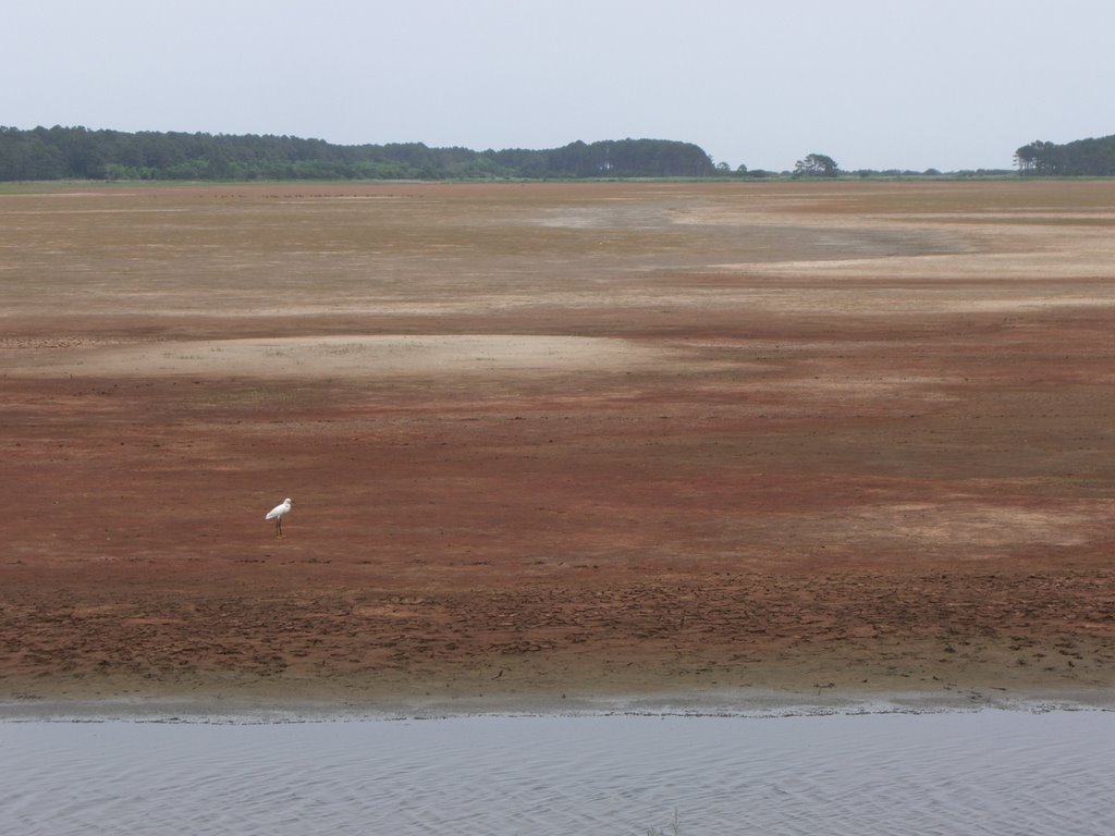 Assateague Beach Chincoteague Island Virginia Id Buzzerg