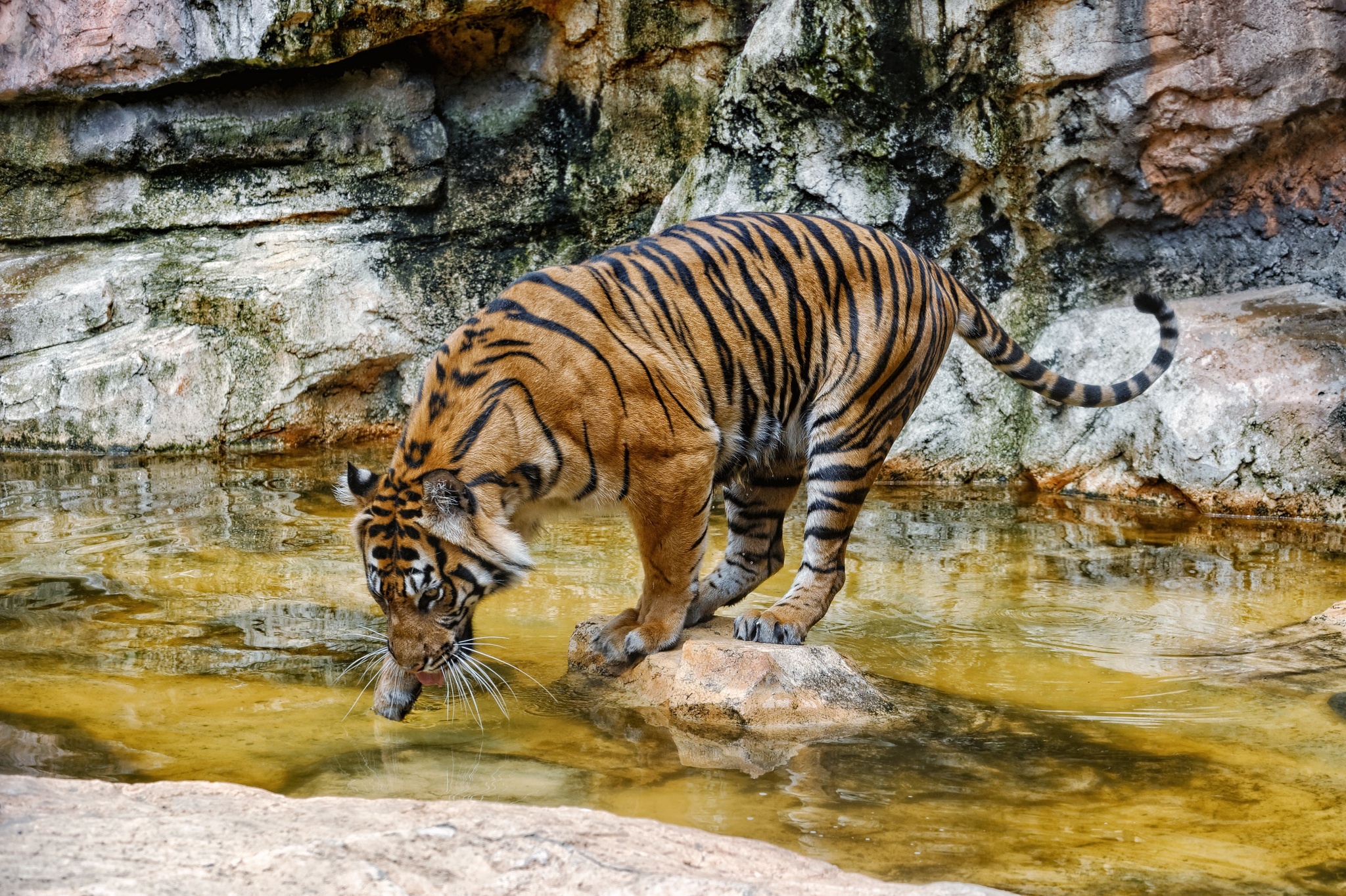 Tiger Wild Cat Swimming Water Wallpaper