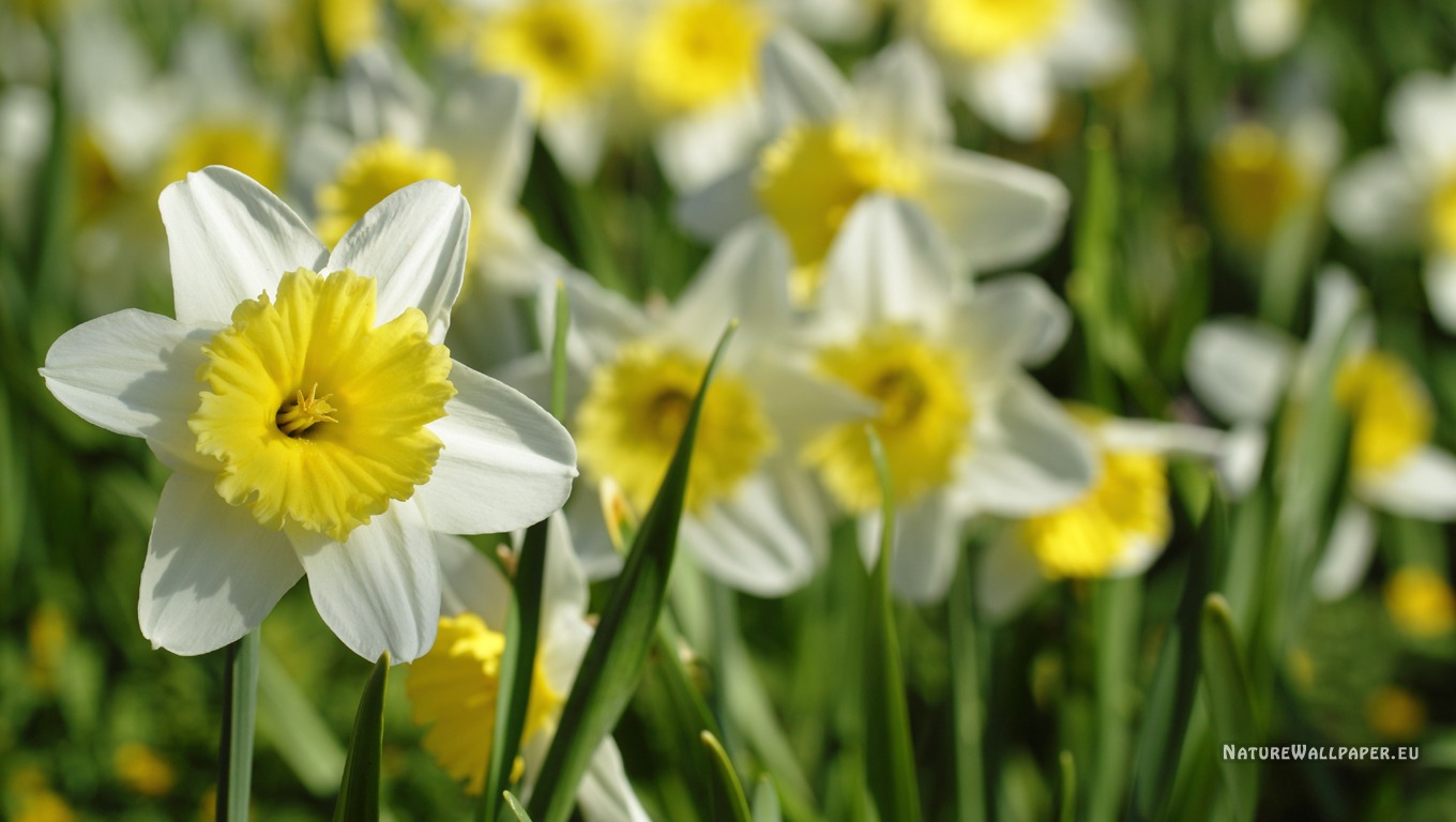 Wallpaper Standing Out Narcissus Background