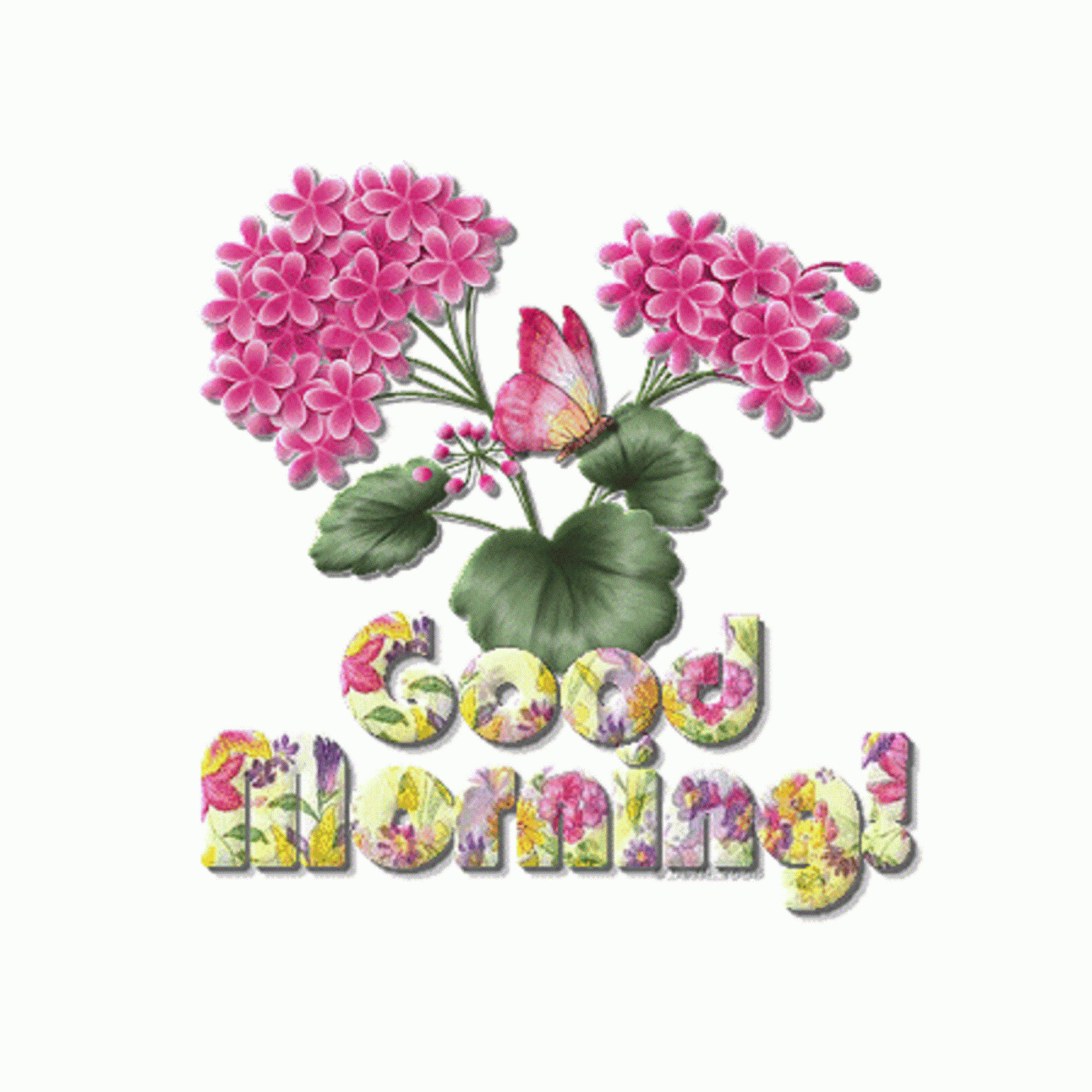 Picture Good Morning Image Wallpaper