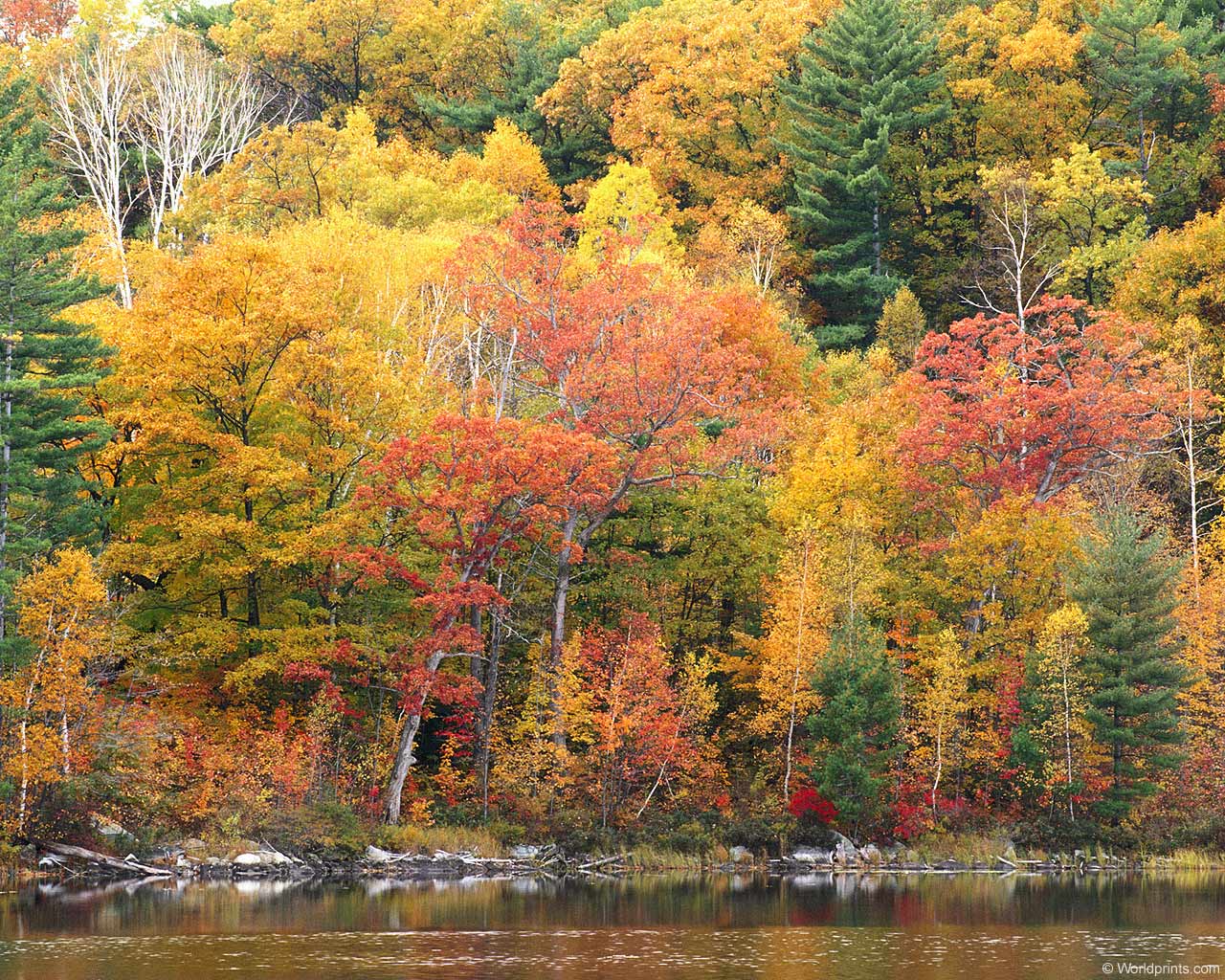 Fall Foliage Wallpapers For Desktop