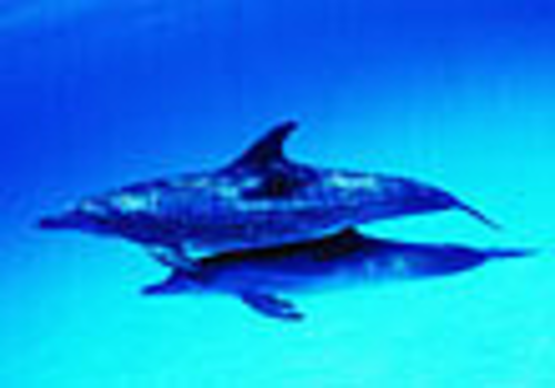3d Dolphin Screensaver