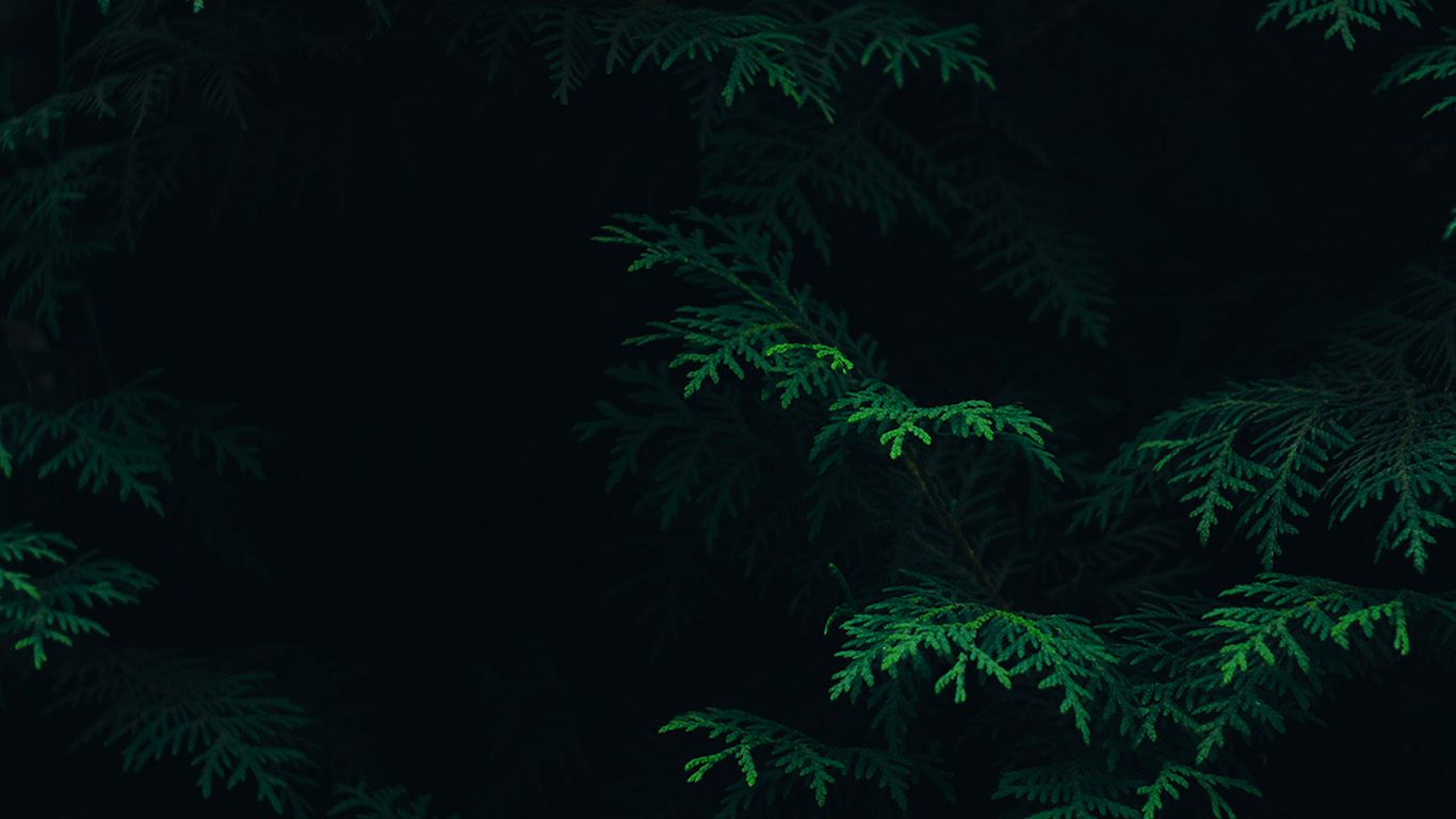 Dark Green Forest Wallpaper