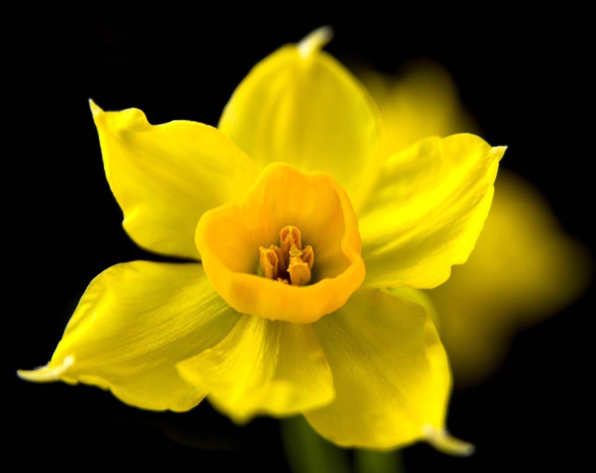 Yellow Flower Black Background Wallpaper Questions