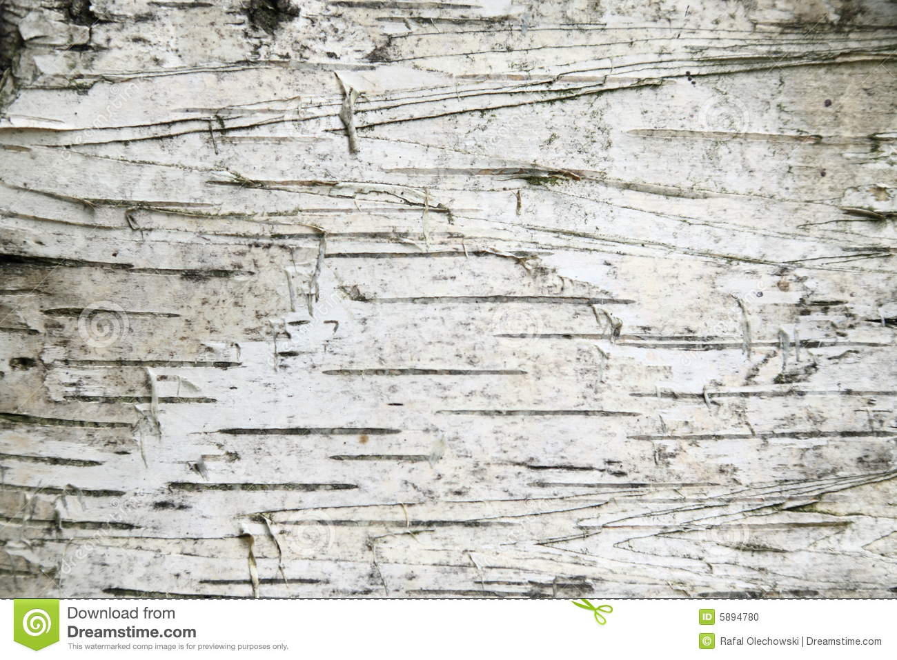 White Birch Bark Wallpaper Background