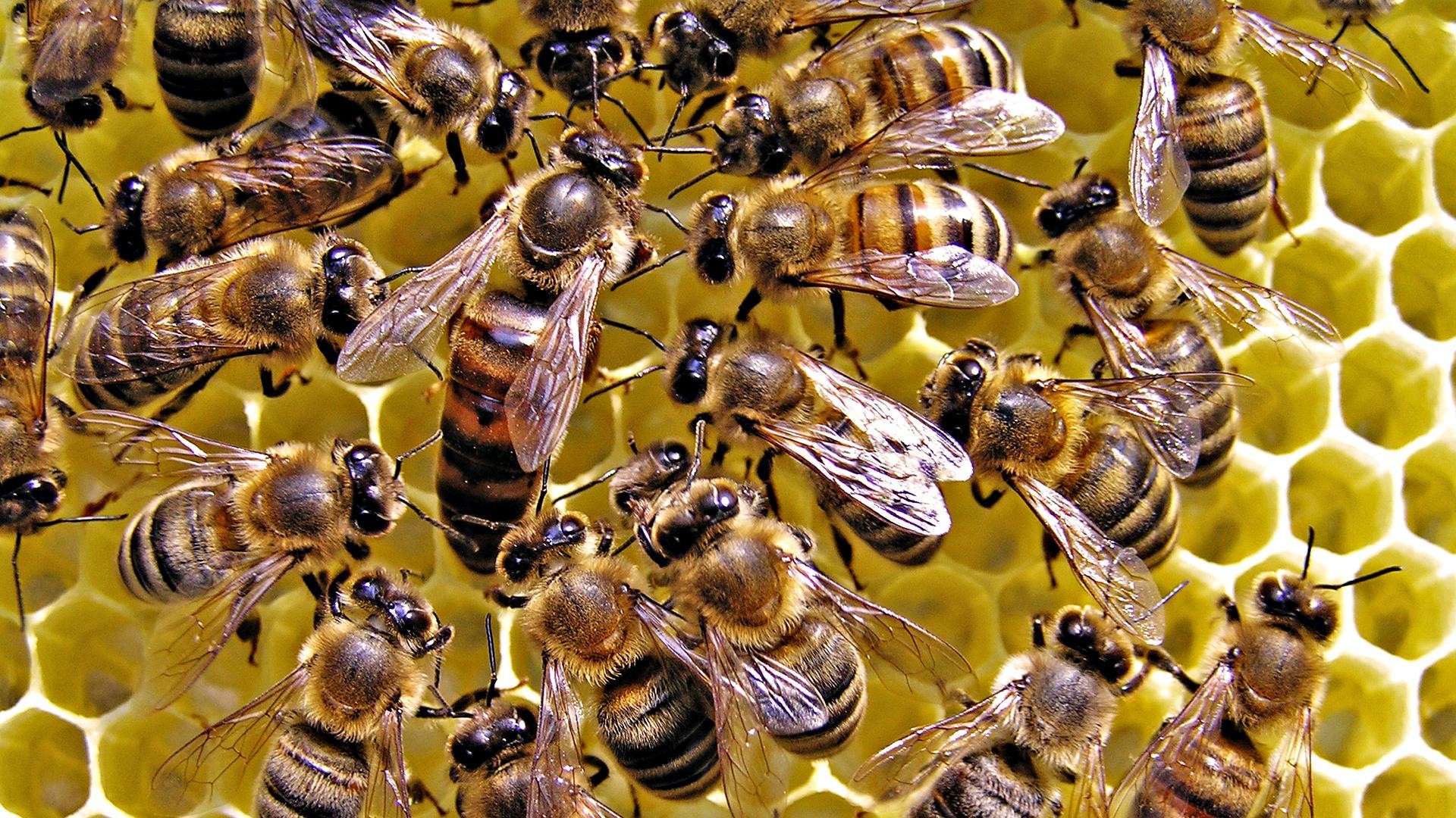 Bee Wallpaper