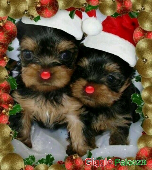 Pupy Christmas Giannbrooks Cuties