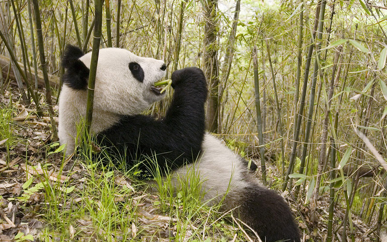 The giant panda bamboo Animal Wallpapers   Free download